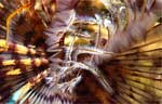 Tubeworm