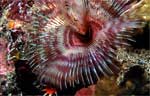 Tubeworm