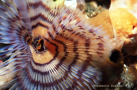 Sabellastarte indica