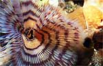 Tubeworm