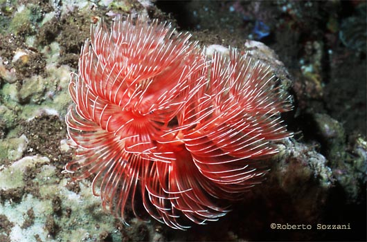 Protula magnifica