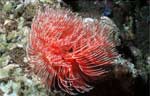 Tubeworm
