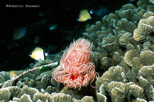 Protula magnifica