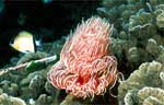 Tubeworm