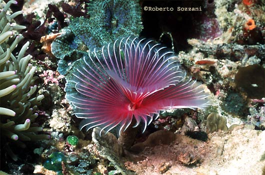 Spirografo, Polychaete worm