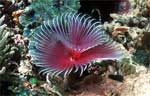 Tubeworm