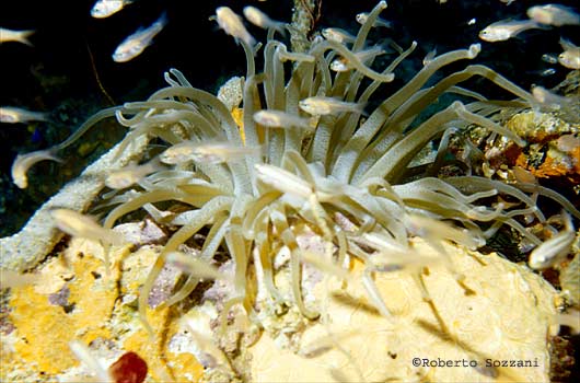 Condylactis gigantea