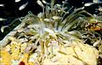 Giant Anemone