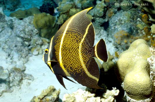 Pomacanthus paru