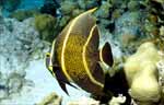 French Angelfish - intermediate