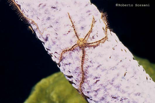 Ophiothrix suensonii