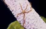 Sponge Brittle Star