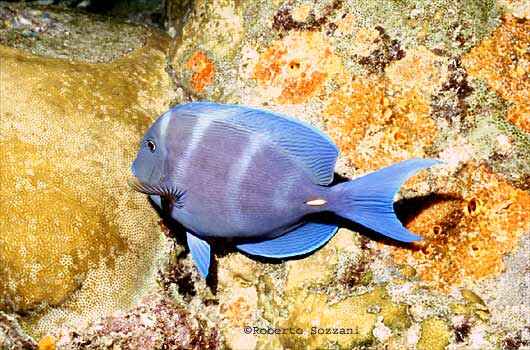Acanthurus coeruleus