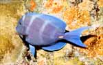 Blue Tang