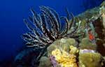 Black & White Crinoid