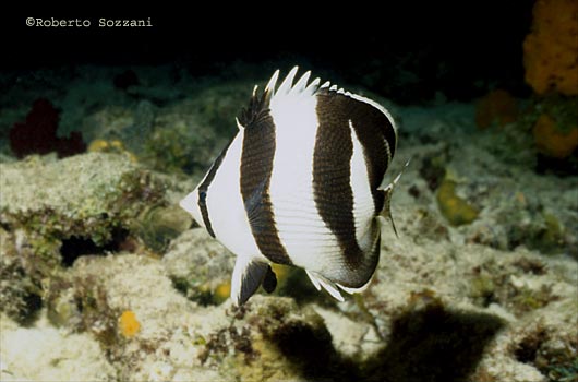 Chaetodon striatus