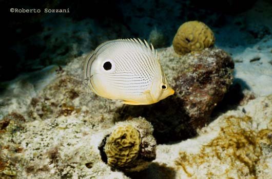 Chaetodon capistratus