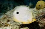 Foureye Butterflyfish