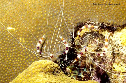 Stenopus Hispidus