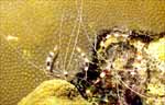 Banded Coral Shrimps