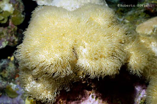 Erythropodium caribaeorum