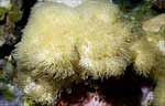 Encrusting Gorgonia