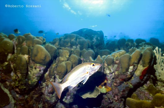 Lutjanus mahogony