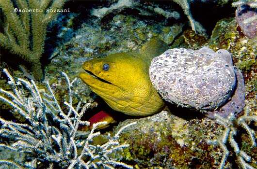 Gymnothorax funebris