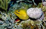 Green Moray