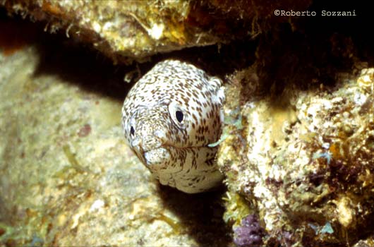 Murena - Moray eel