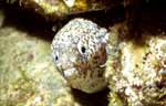 Moray