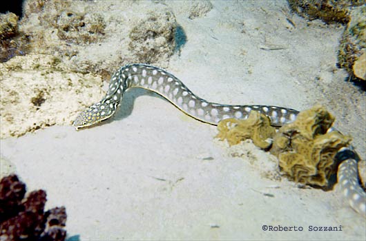 Myrichthys breviceps