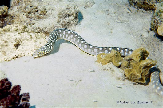 Bonaire Murena Sharptail Eel Myrichthys breviceps ex acuminatus