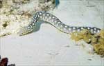 Sharptail Eel