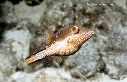 Canthigaster rostrata