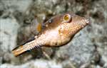 Sharpnose Puffer