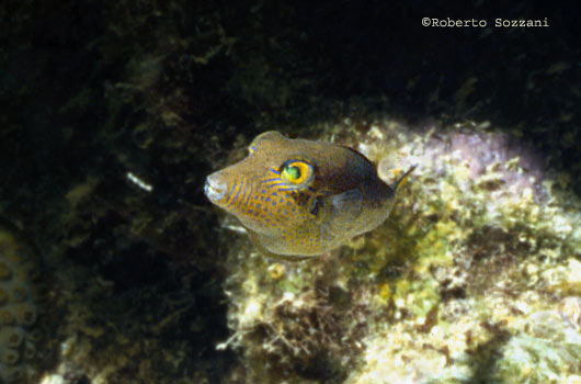 Canthigaster rostrata