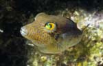 Sharpnose Puffer