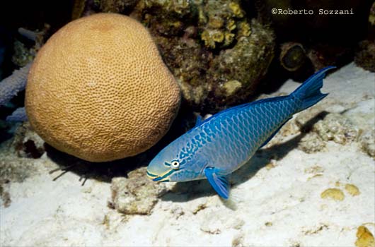 Scarus vetula