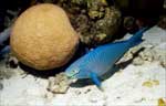 Queen Parrotfish
