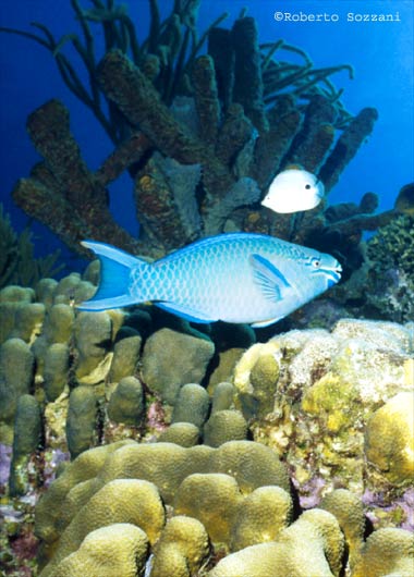 Scarus vetula