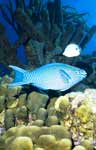Queen Parrotfish
