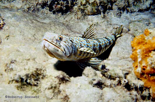 Synodus intermedius