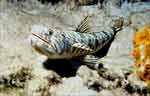 Sand Diver