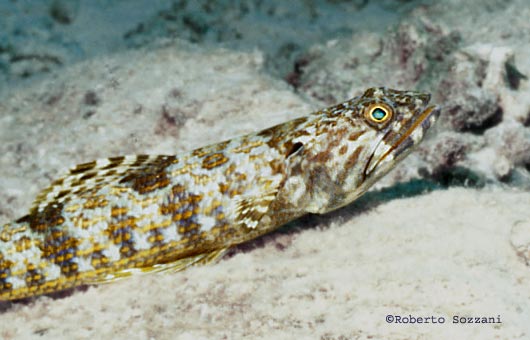 Synodus intermedius