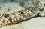 Sand Diver