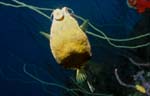 Smooth Trunkfish