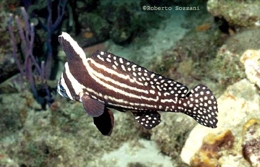 Equetus punctatus