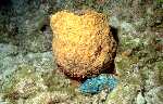 Redtail Parrotfish (39k)