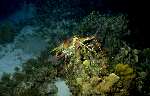 Caribbean Spiny Lobster (31k)